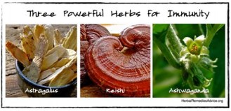 Herbs-for-immune-system